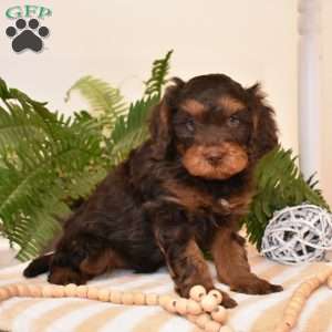 Ranger, Cavapoo Puppy